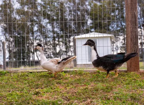 Fazendinha